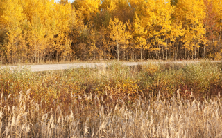 The Canada Agri-Food Pilot Program