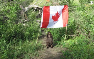 Canada under siege: visas, refugees, and corruption — What’s going on?