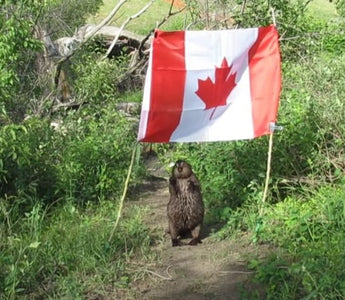 Canada under siege: visas, refugees, and corruption — What’s going on?